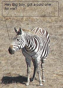 Updated Pics and Video of my car-hot-zebras-cali2.jpg