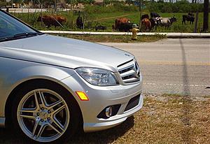 2008 c350 with the cows.-dsc01767.jpg