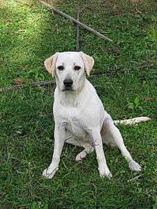 Labrador Pup Redlines C Class.-lily-fencing.jpg