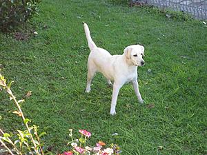 Labrador Pup Redlines C Class.-lily-pointing-deer-2.jpg