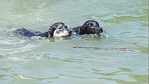 Labrador Pup Redlines C Class.-molly_and_cleo_swim.jpg
