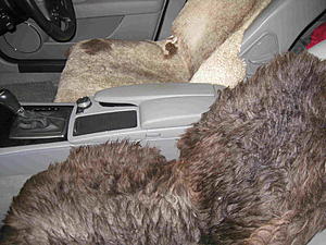 Front seat tearing-henry-sheep.jpg