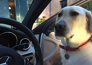 C Classy Canines-image.jpg