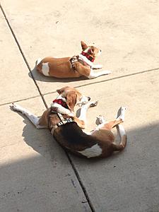 C Classy Canines-10689789_10152405061406583_584532243520339866_n.jpg