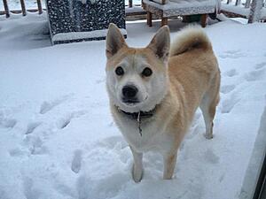 C Classy Canines-pnipnoyl.jpg