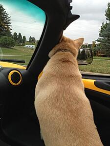 C Classy Canines-sihj4nnl.jpg