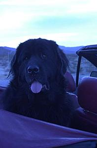 how do you transport your dog?-smooch-az-sunset.jpg