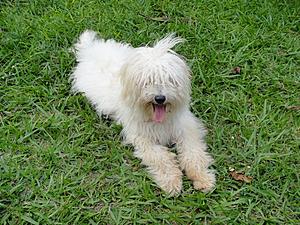 Freakin' loud C63/Official Dog Thread-fluffy-1.jpg