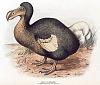 is this a crock of dodo or what-dodo1.jpg