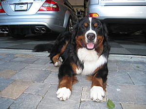 Updating Home Security, Is It Necessary 4 My Cars-roscoe-016.jpg