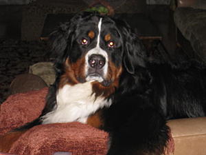 Updating Home Security, Is It Necessary 4 My Cars-roscoe-007.jpg