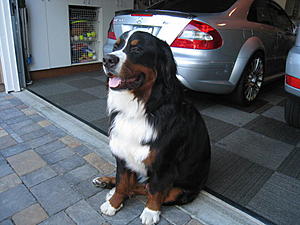 Updating Home Security, Is It Necessary 4 My Cars-roscoe-012.jpg
