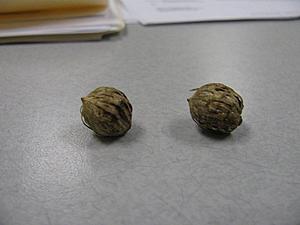 Weird Looking Seeds under the Hood-img_6957.jpg
