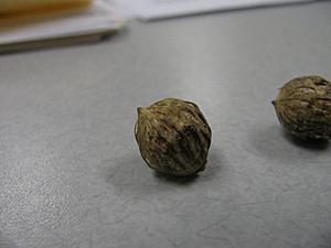 Weird Looking Seeds under the Hood-img_6961.jpg