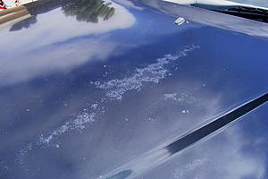 Any DIY method to fix peeling clear coat?-dscf5159.jpg