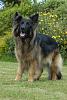 Protecting interior (Dogs)-stand1.jpg