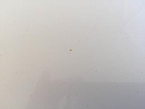 I discovered rust (specks and tiny chips) on my new E350 - Please advise-img_1145.jpg