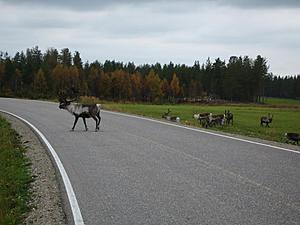 GLK hp vs. reindeer power-s-my-road.jpg