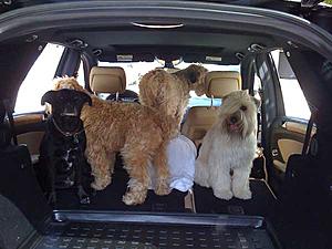 Cargo divider-kids.jpg