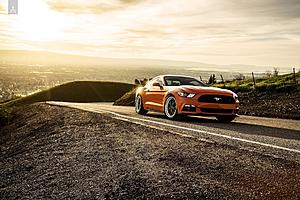 Aristo Collection Mustang Photoshoot-armus9_zpsuf5obze5.jpg