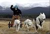 Launch edition-reuters-dog-race-w-race-face-small-.jpg