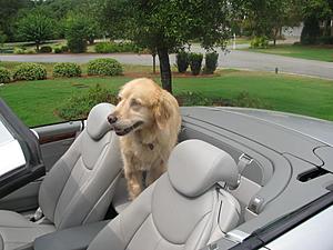 Rear Shelf-For the Dog!!-img_1426.jpg