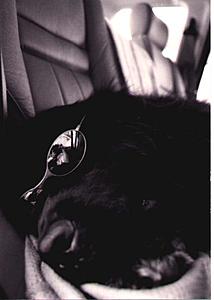 Veloce Performance Loses a Team Member...-smooch-cool.jpg