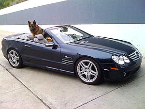 My lab (Manny)...my copilot can't fit in my SL anymore...-roscoe-sl65.jpg