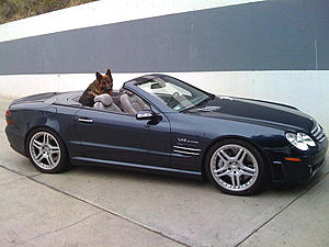 My lab (Manny)...my copilot can't fit in my SL anymore...-roscoe-2-sl65.jpg