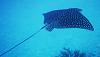 poll test-eagle-ray-1.jpg