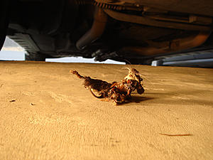 Changed my foglight today, this is what I found-dsc03476_web.jpg