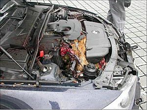 BMW Z4 Swallowed a dear-image003.jpg