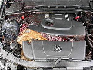 BMW Z4 Swallowed a dear-image004.jpg