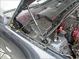 BMW Z4 Swallowed a dear-image006.jpg