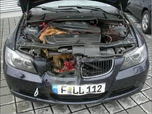 New meaning to the saying "Deer in the head lights!!"-bamby-meets-bmw1.bmp