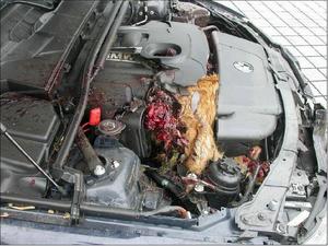 New meaning to the saying "Deer in the head lights!!"-bamby-meets-bmw2.bmp