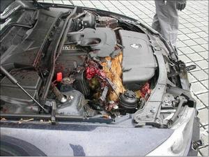 New meaning to the saying "Deer in the head lights!!"-bamby-meets-bmw3.bmp
