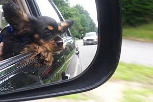 Do you guys drive with your dogs in the car?-izzy-rearview.jpg