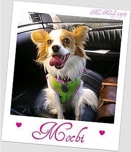 For the dog owners out there...-mochi-e63-1.jpg