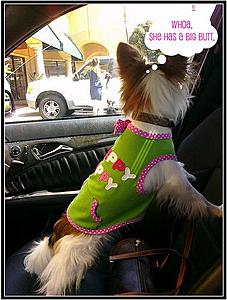 For the dog owners out there...-mochi-e63-2.jpg