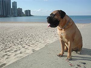 WATCH DOG (MASTIFF CONTENT) and slammed even more, electrical question-city-rizz-2.jpg