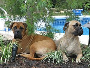 WATCH DOG (MASTIFF CONTENT) and slammed even more, electrical question-img_0517_jpg.jpg