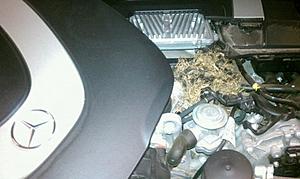 Cars and rodents .... ?-mouse.jpg