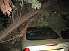 My E63 Vs. Big Tree !!-3.jpg