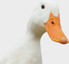 Quackledork's Avatar