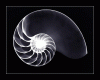 Nautilus7's Avatar