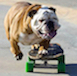 sk8erpope's Avatar