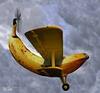 flying banana's Avatar