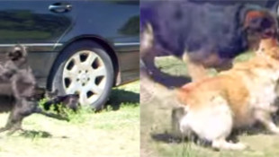 Dogs Break Up Cat Fight in Front of Mercedes-Benz C-Class